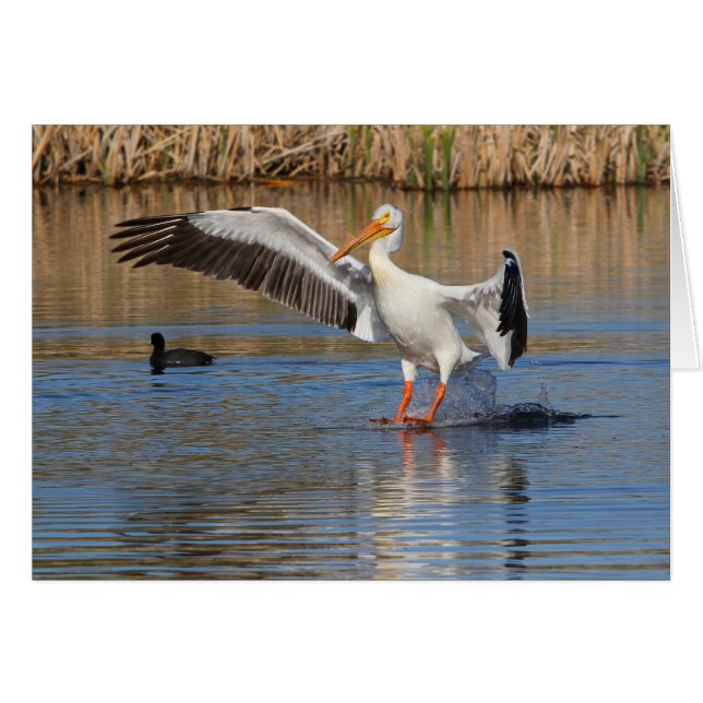 Touchdown (Devant horizontal)