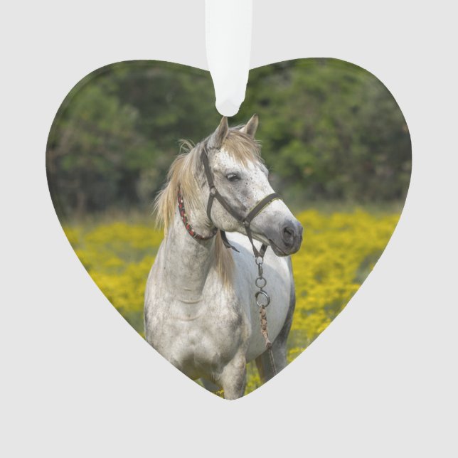 Toujours dans nos Cœurs, Souvenir de Cheval (devant)