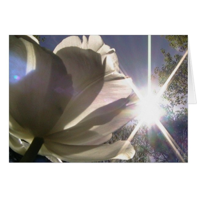 toujours vers le soleil (Devant horizontal)