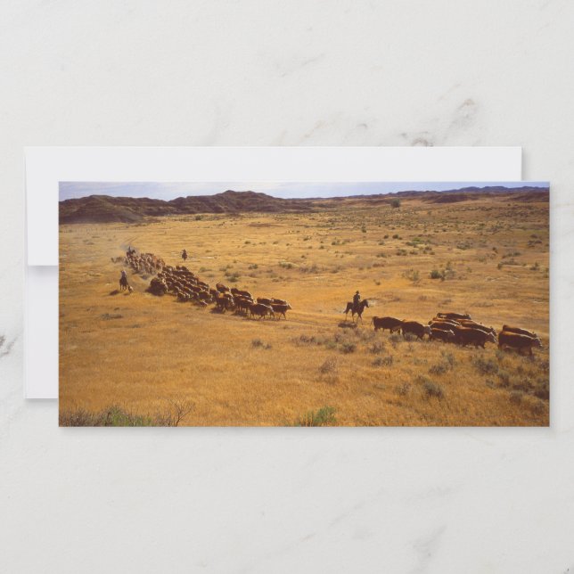 Tour d'horizon des bovins (Devant)