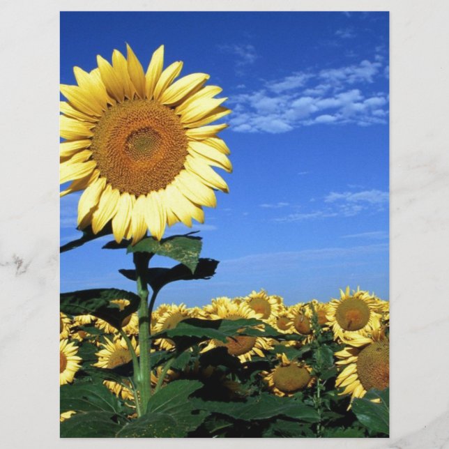 Tournée du printemps (Devant)