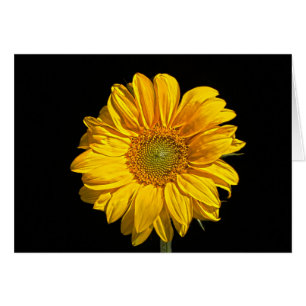 Tournesol