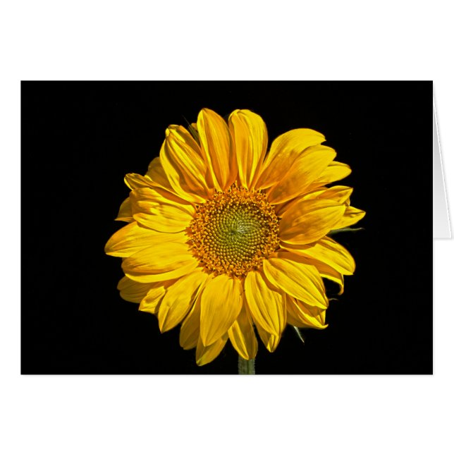 Tournesol (Devant horizontal)
