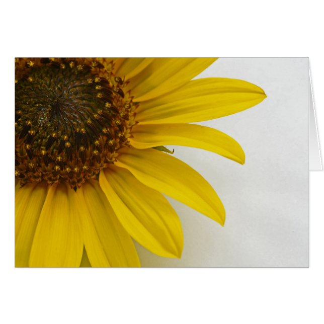 Tournesol (Devant horizontal)