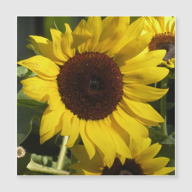 Tournesol (Devant)