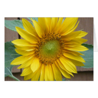 "Tournesol"