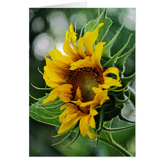 Tournesol (Devant)