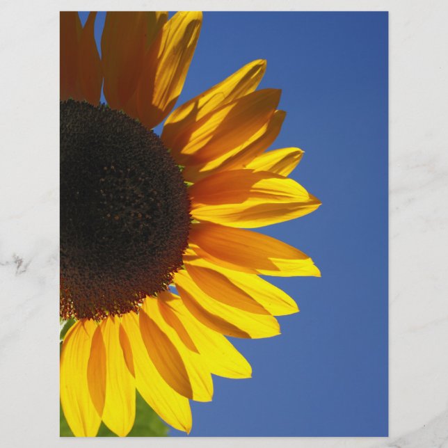 Tournesol (Devant)