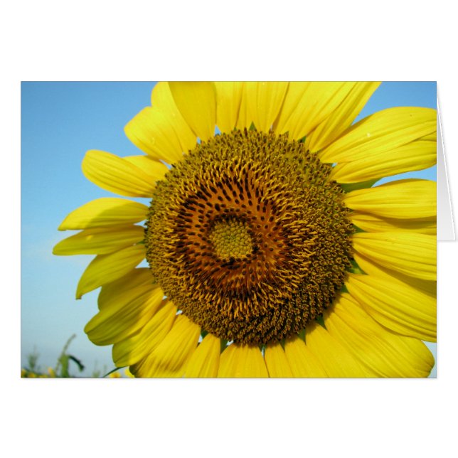Tournesol (Devant horizontal)