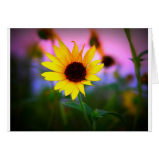 Tournesol au coucher du soleil