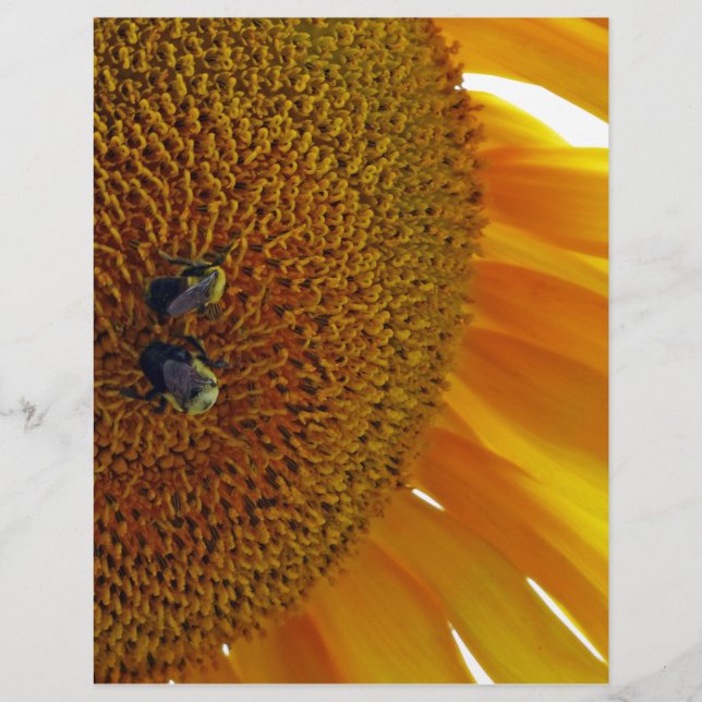 Tournesol aux bourdons (Devant)
