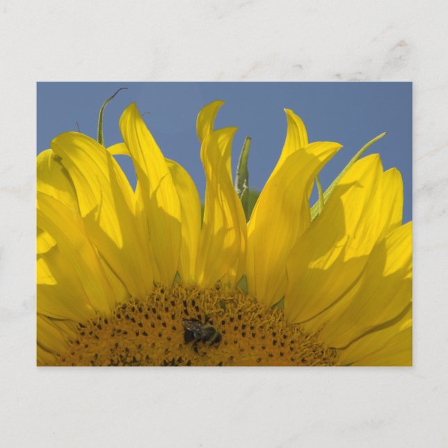 Tournesol avec carte postale (Devant)