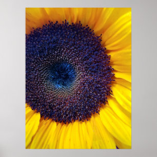 Tournesol avec le centre bleu Affiche de fermeture