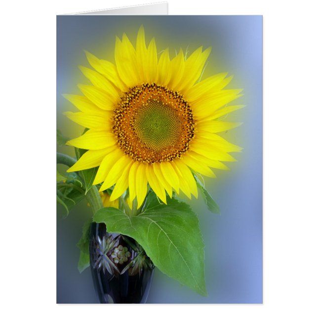 tournesol brillant (Devant)