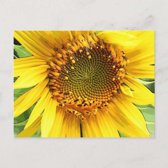 Tournesol, carte postale (Devant)