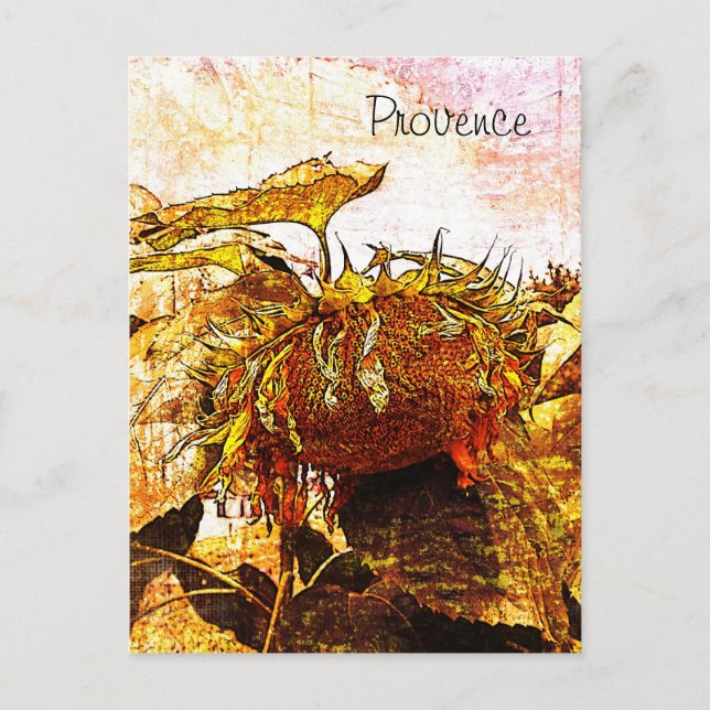 tournesol, carte postale de provence (Devant)