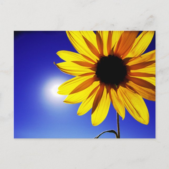 Tournesol dans la carte postale Sun (Devant)