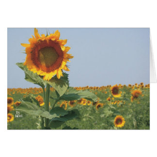 tournesol dans le champ de tournesols