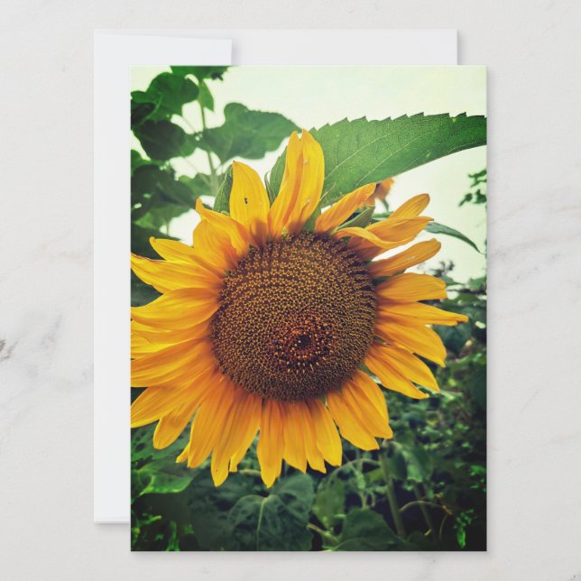 Tournesol dans le jardin blanc carte de voeux (Devant)