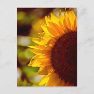Tournesol de carte postale dans la photographie de