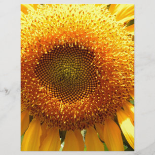 Tournesol de mammouth jaune géant