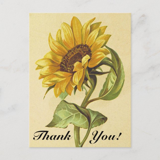 Tournesol de style vintage "Merci !" Carte postale (Devant)