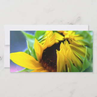 Tournesol du Nouveau-Mexique