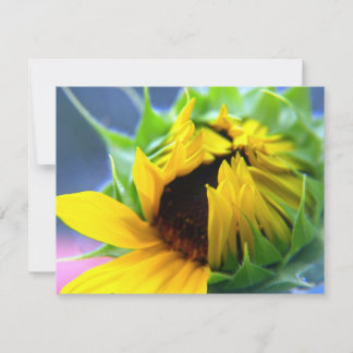 Tournesol du Nouveau-Mexique