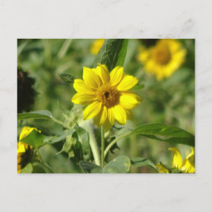 Tournesol en champ do-it-yourself carte postale