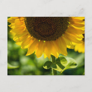 Tournesol en fleurs Photographie de carte postale