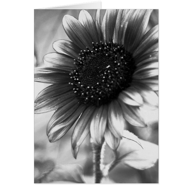 Tournesol en noir et blanc (Devant)