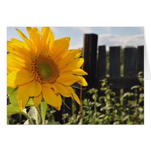 Tournesol et clôture (Devant horizontal)