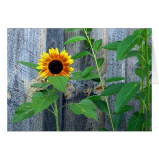 Tournesol et mur en bois