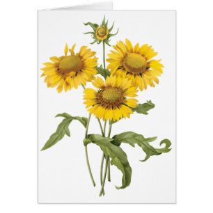 Tournesol floral vintage de Redoute