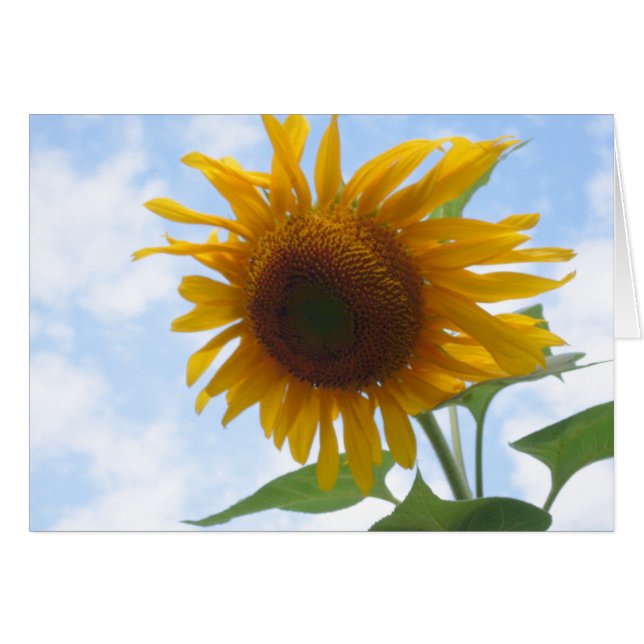Tournesol intérieur blanc (Devant horizontal)