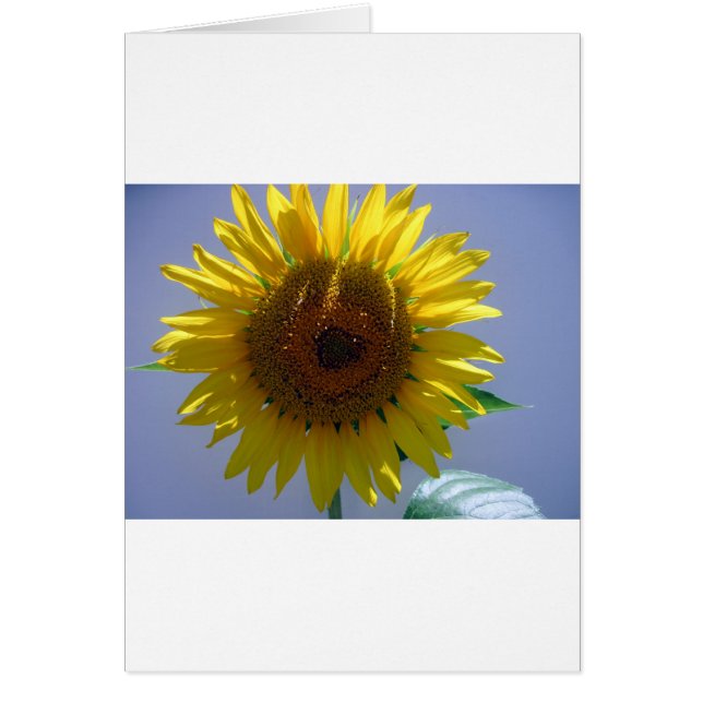 Tournesol jaune (Devant)