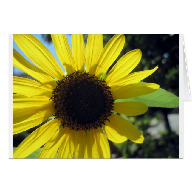 Tournesol jaune (Devant horizontal)