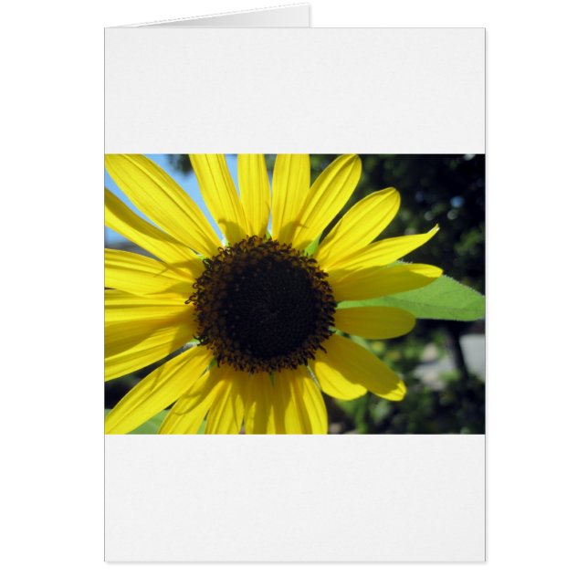 Tournesol jaune (Devant)