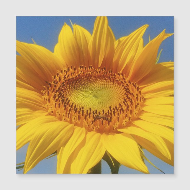 Tournesol jaune (Devant)