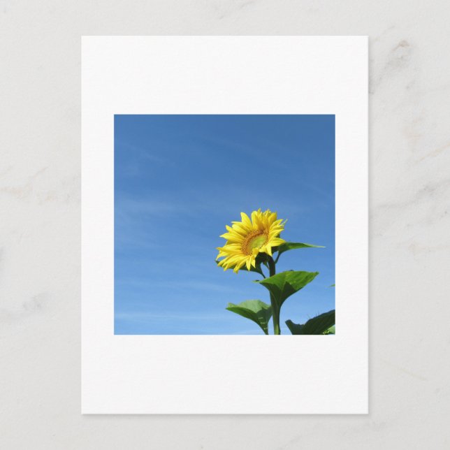 Tournesol jaune, Carte postale du ciel bleu (Devant)