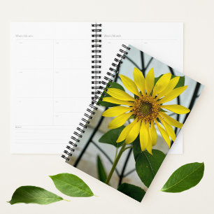 Tournesol jaune délicieuse photo florale