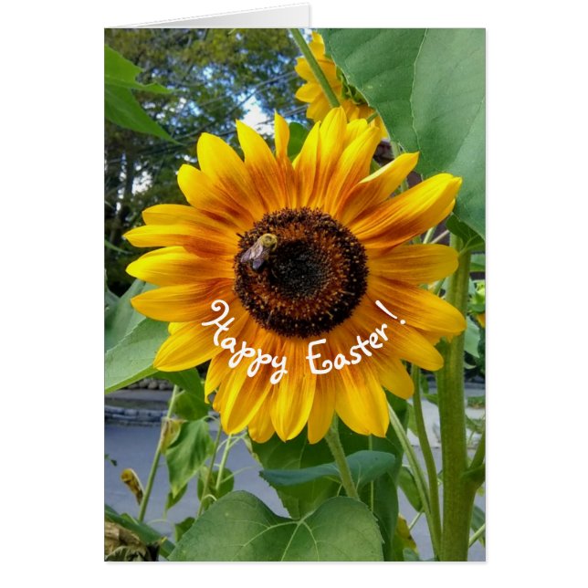 Tournesol jaune joyeux avec carte de Pâques d'abei (Devant)