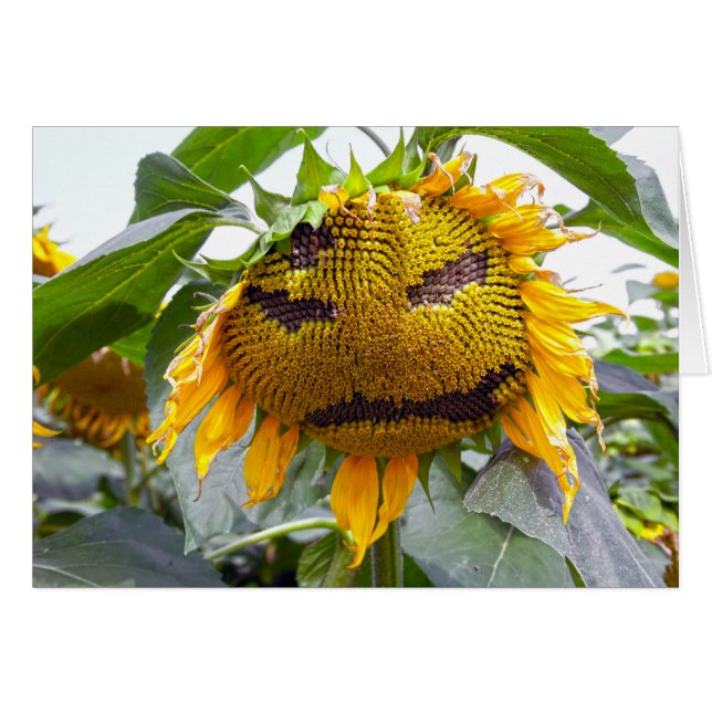 tournesol moyen (Devant horizontal)