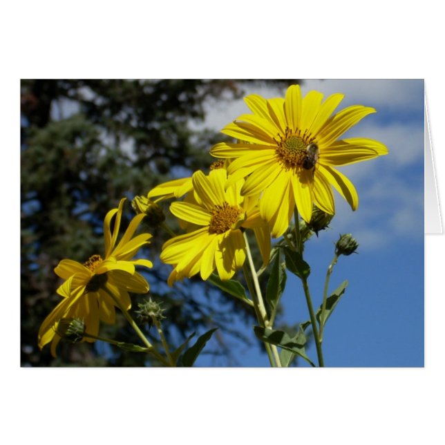 tournesol n bourdon (Devant Horizontal)