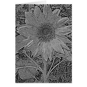 tournesol noir et blanc contemporain