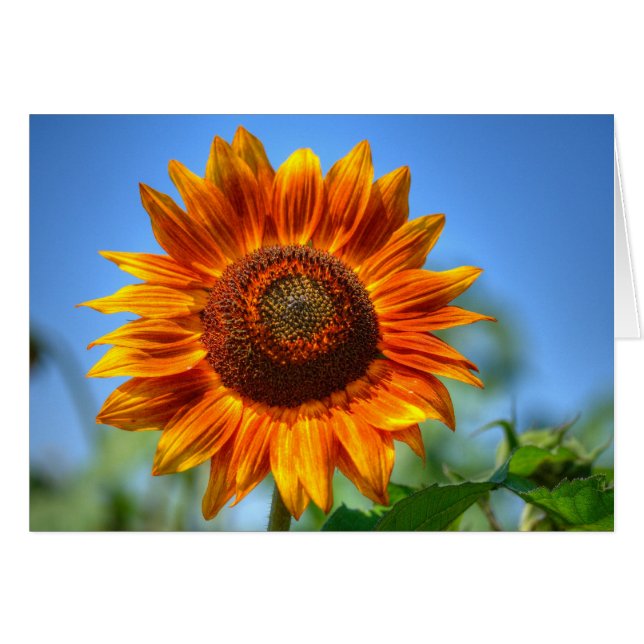 Tournesol orange brillant (Devant horizontal)
