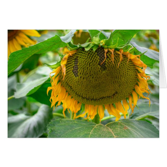 Tournesol souriant (Devant horizontal)