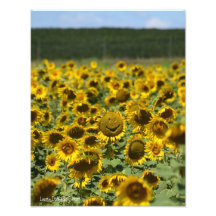 Tournesol souriant - Impression photo 11x14
