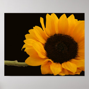 Tournesol sur affiche noire