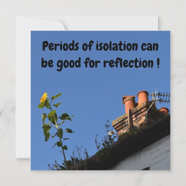 Tournesol sur le toit. (Devant)